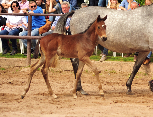 Hengstfohlen von Saint Cyr u.d. TeaCup v. Exclusiv - Trakehner Gestt Hmelschenburg - Foto: Beate Langels - 
Trakehner Gestt Hmelschenburg