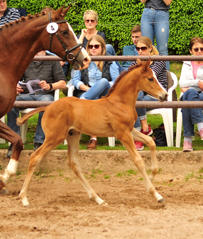 Hengstfohlen v. High Motion u.d. Klassic v. Freudenfest