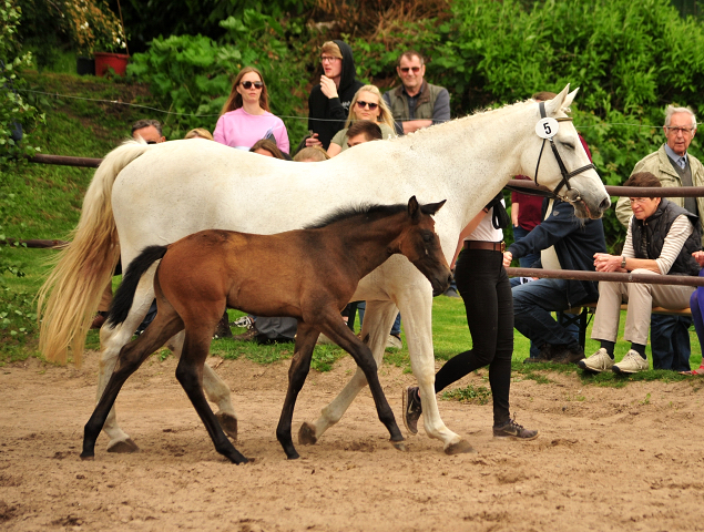 Trakehner Hengstfohlen von High Motion u.d. Eisknigin v. Trocadero, Foto: Beate Langels