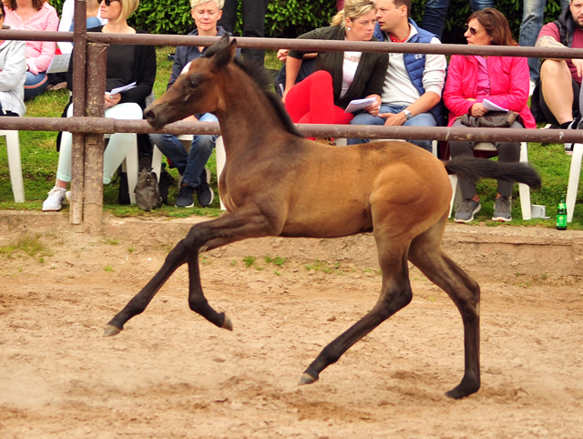 Trakehner Hengstfohlen von High Motion u.d. Eisknigin v. Trocadero, Foto: Beate Langels