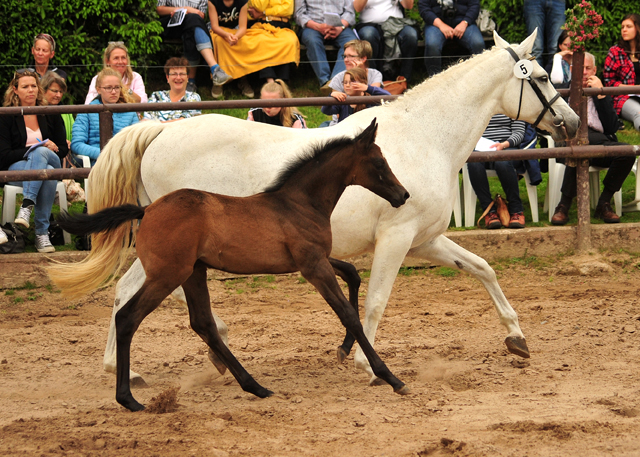 Trakehner Hengstfohlen von High Motion u.d. Eisknigin v. Trocadero, Foto: Beate Langels