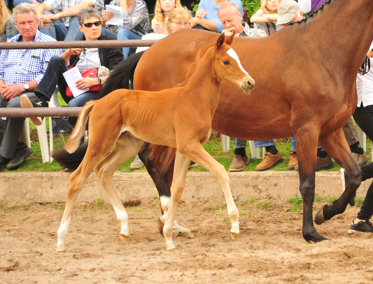 Trakehner Hengstfohlen von High Motion u.d. Perinola v. Axis, Foto: Beate Langels