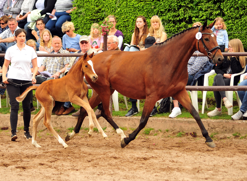 Trakehner Hengstfohlen von High Motion u.d. Perinola v. Axis, Foto: Beate Langels