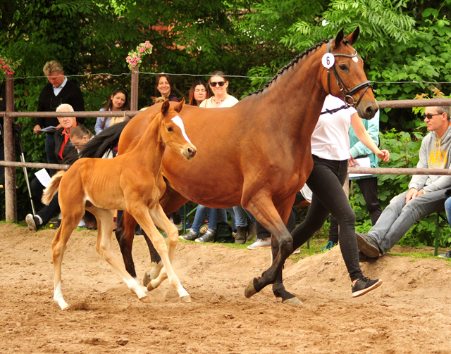 Trakehner Hengstfohlen von High Motion u.d. Perinola v. Axis, Foto: Beate Langels