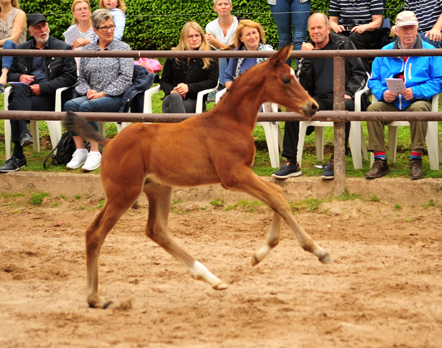 Trakehner Hengstfohlen von High Motion u.d. Pr.St. Hera v. Caprimond, Foto: Beate Langels