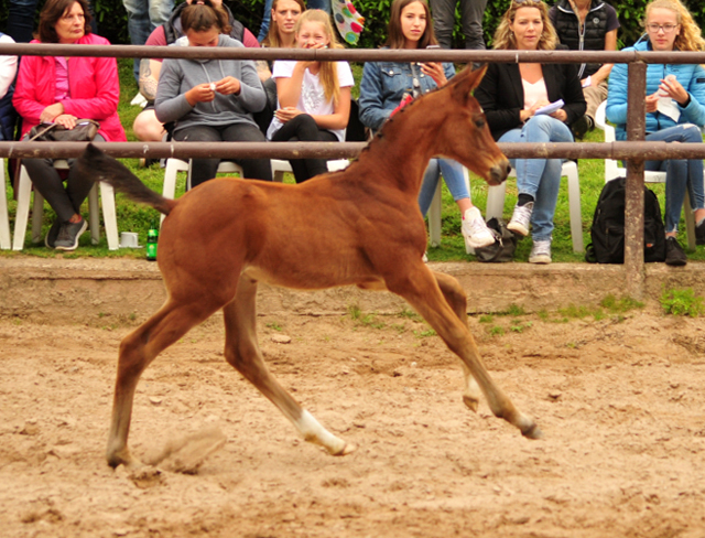 Trakehner Hengstfohlen von High Motion u.d. Pr.St. Hera v. Caprimond, Foto: Beate Langels