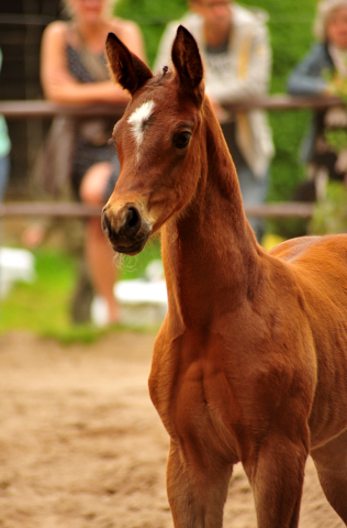 Trakehner Hengstfohlen von High Motion u.d. Pr.St. Hera v. Caprimond, Foto: Beate Langels