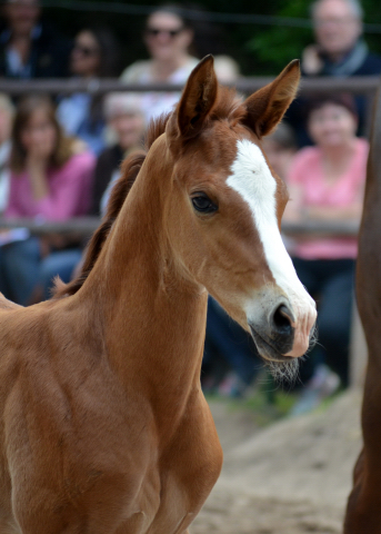 Hengstfohlen v. High Motion u.d. Klassic v. Freudenfest - Foto Pia Elger