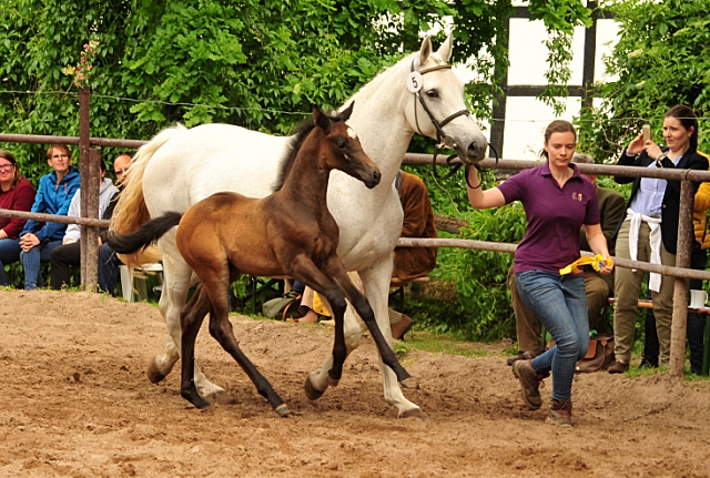 Trakehner Hengstfohlen von High Motion u.d. Eisknigin v. Trocadero, Foto: Beate Langels