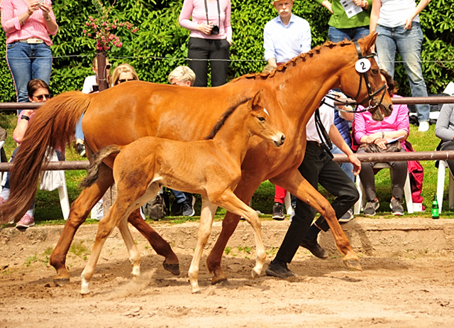 Trakehner Hengstfohlen von High Motion u.d. Klara v. Tanzmeister, Foto: Beate Langels