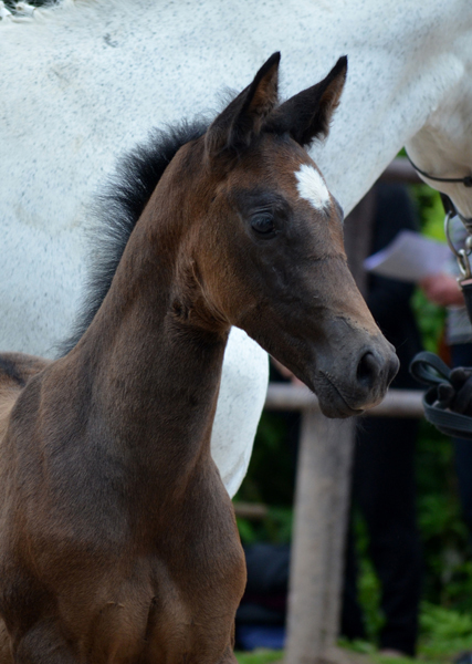 Trakehner Hengstfohlen von High Motion u.d. Eisknigin v. Trocadero, Foto: Beate Langels