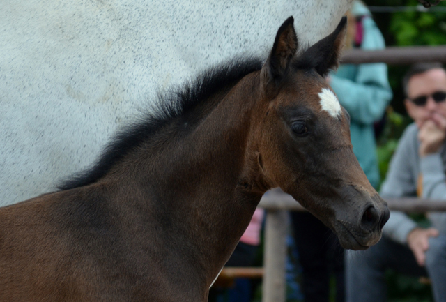 Trakehner Hengstfohlen von High Motion u.d. Eisknigin v. Trocadero, Foto: Beate Langels