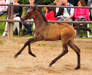 Hengstfohlen v. High Motion u.d. Elitestute Eisknigin v. Trocadero