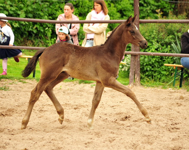 Trakehner Hengstfohlen von Helium x Alter Fritz, Foto: Beate Langels