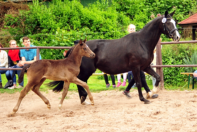 Trakehner Hengstfohlen von Helium x Alter Fritz, Foto: Beate Langels