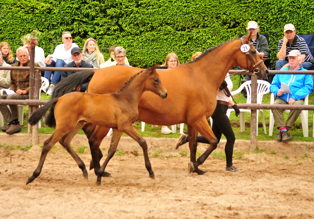 Trakehner Stutfohlen von His Moment  u.d. Okarina v. Brioni, Foto: Beate Langels