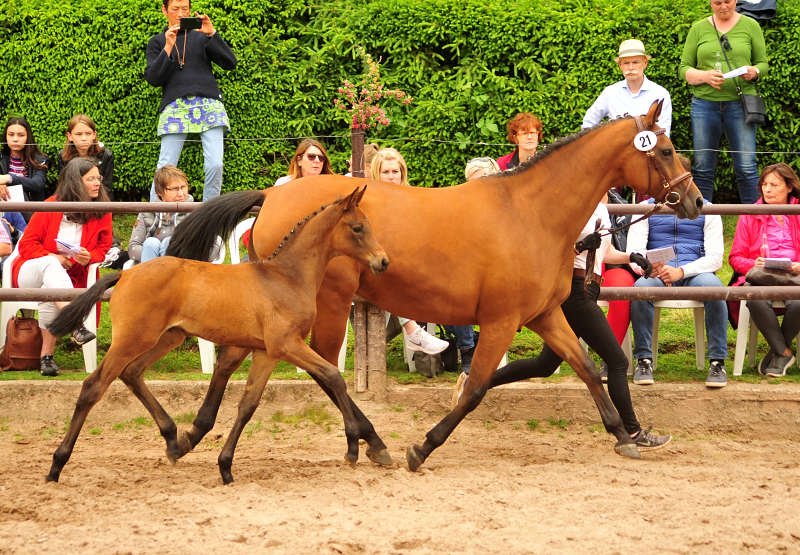 Trakehner Stutfohlen von His Moment  u.d. Okarina v. Brioni, Foto: Beate Langels