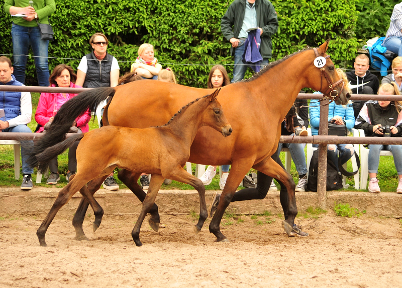 Trakehner Stutfohlen von His Moment  u.d. Okarina v. Brioni, Foto: Beate Langels