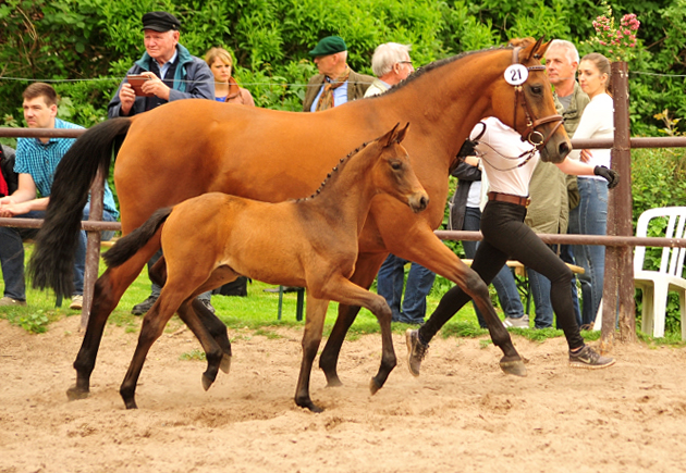 Trakehner Stutfohlen von His Moment  u.d. Okarina v. Brioni, Foto: Beate Langels