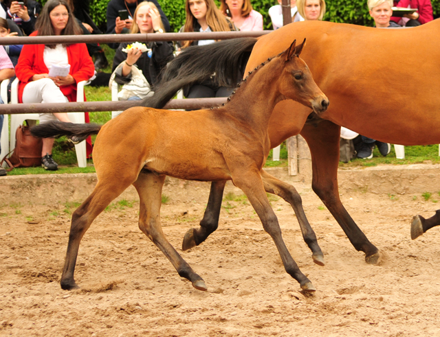 Trakehner Stutfohlen von His Moment  u.d. Okarina v. Brioni, Foto: Beate Langels