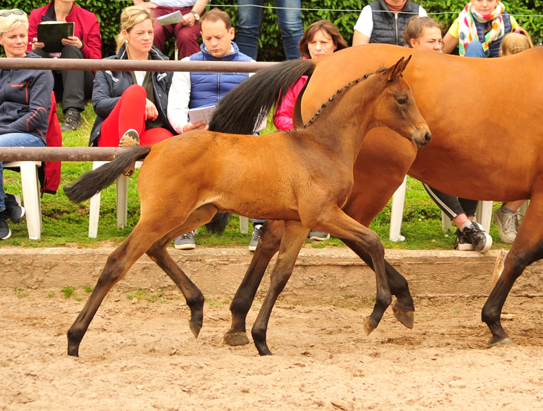 Trakehner Stutfohlen von His Moment  u.d. Okarina v. Brioni, Foto: Beate Langels