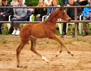 Hengstfohlen v. High Motion u.d. Pr.St. Hera v. Caprimond