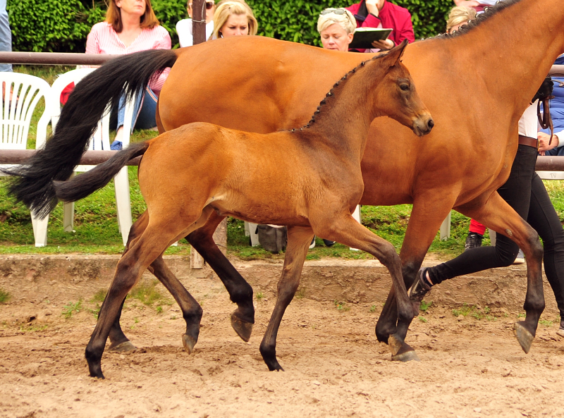 Trakehner Stutfohlen von His Moment  u.d. Okarina v. Brioni, Foto: Beate Langels