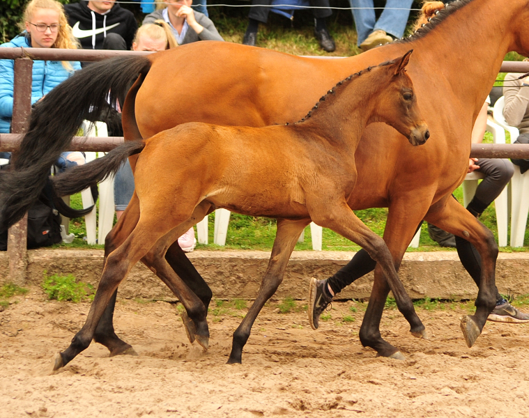 Trakehner Stutfohlen von His Moment  u.d. Okarina v. Brioni, Foto: Beate Langels