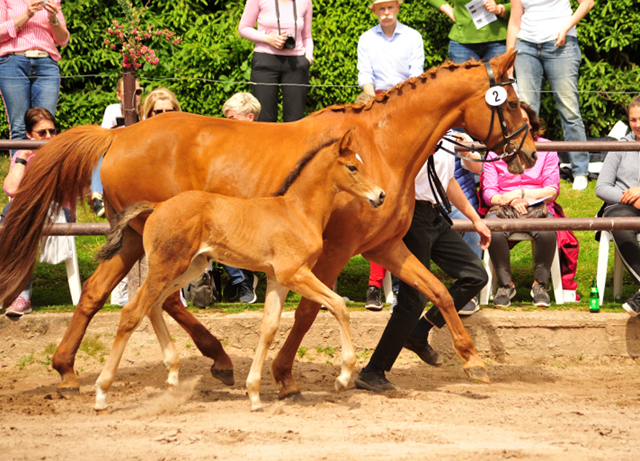 Trakehner Hengstfohlen von High Motion u.d. Klara v. Tanzmeister, Foto: Beate Langels