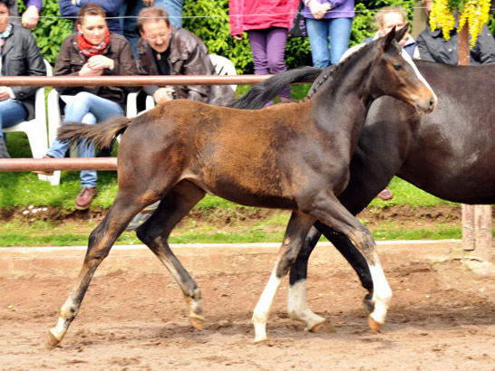 Thirazn von Grand Corazon u.d. Thirica v. Enrico Caruso - Trakehner Gestt Hmelschenburg - Foto Beate Langels