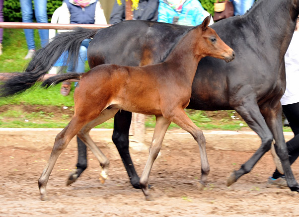 Trakehner Hengstfohlen von Grand Corazon u.d. Caprice - Foto: Beate Langels