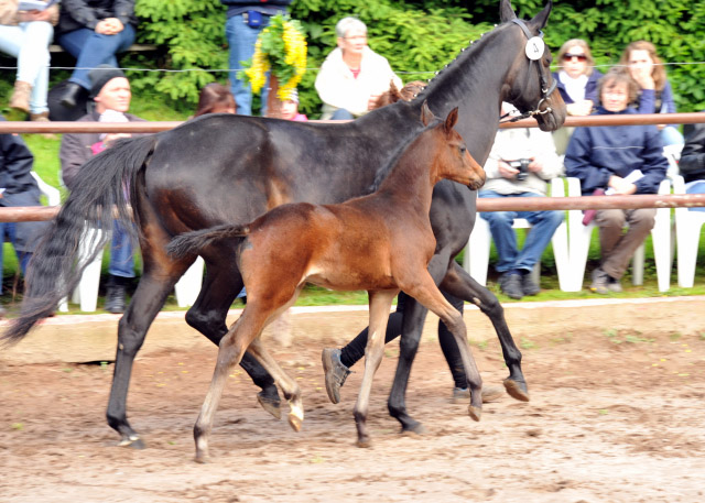 Trakehner Hengstfohlen von Grand Corazon u.d. Caprice - Foto: Beate Langels