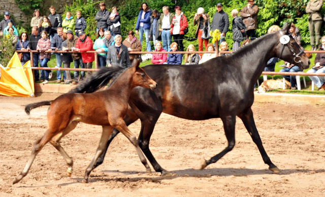 Trakehner Hengstfohlen von Grand Corazon u.d. Caprice - Foto: Beate Langels