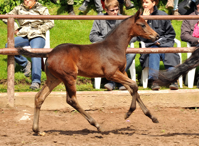 Trakehner Hengstfohlen von Grand Corazon u.d. Caprice - Foto: Beate Langels