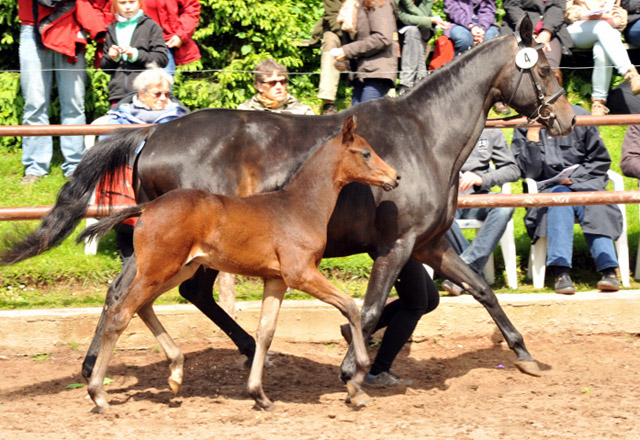 Trakehner Hengstfohlen von Grand Corazon u.d. Caprice - Foto: Beate Langels