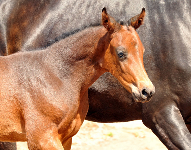 Trakehner Hengstfohlen von Grand Corazon u.d. Caprice - Foto: Beate Langels