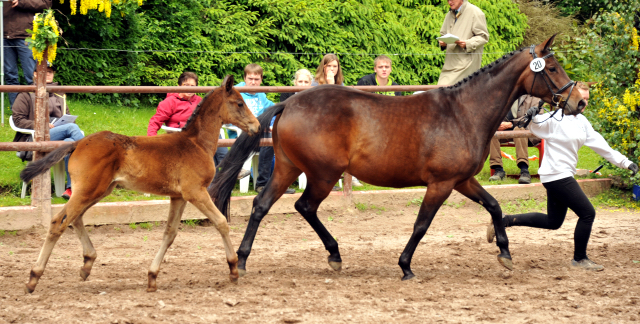 Hengstfohlen von Oliver Twist u.d. Rondebina v. Summertime u.d. Rondevous v. Kostolany u.d. Rubina v. Tycoon - Foto: Beate Langels