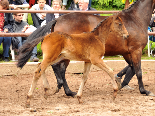 Hengstfohlen von Oliver Twist u.d. Rondebina v. Summertime u.d. Rondevous v. Kostolany u.d. Rubina v. Tycoon - Foto: Beate Langels