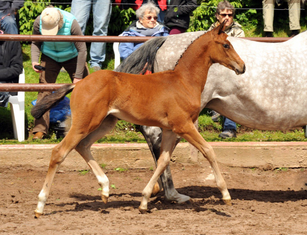 Trakehner Hengstfohlen von Saint Cyr u.d. Pr.St. Pauline v. Freudenfest, Foto: Beate Langels, Trakehner Gestt Hmelschenburg