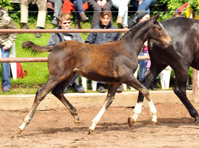 Thirazn von Grand Corazon u.d. Thirica v. Enrico Caruso - Trakehner Gestt Hmelschenburg - Foto Beate Langels