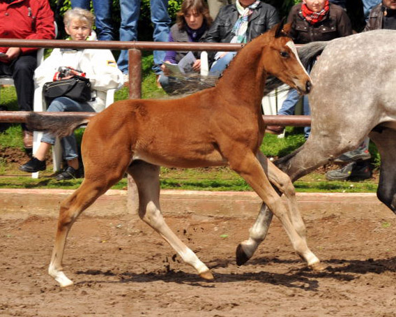 Trakehner Hengstfohlen von Saint Cyr u.d. Pr.St. Pauline v. Freudenfest, Foto: Beate Langels, Trakehner Gestt Hmelschenburg