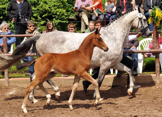 Trakehner Hengstfohlen von Saint Cyr u.d. Pr.St. Pauline v. Freudenfest, Foto: Beate Langels, Trakehner Gestt Hmelschenburg