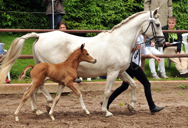 Trakehner Stutfohlen von Freudenfest u.d. Nadja II (Shagya Araber) v. Shaglavy , Zchter: 
Gnther Rode - Foto: Beate Langels