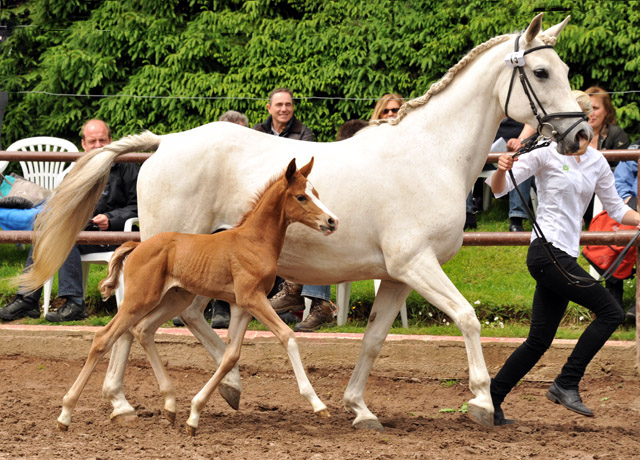 Trakehner Stutfohlen von Freudenfest u.d. Nadja II (Shagya Araber) v. Shaglavy , Zchter: 
Gnther Rode - Foto: Beate Langels