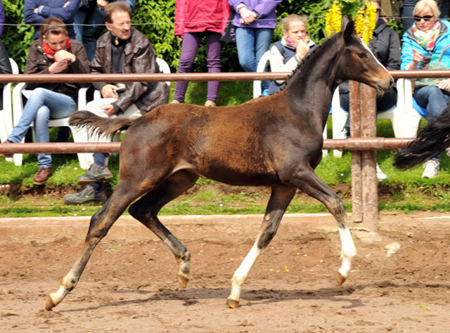 Thirazn von Grand Corazon u.d. Thirica v. Enrico Caruso - Trakehner Gestt Hmelschenburg - Foto Beate Langels