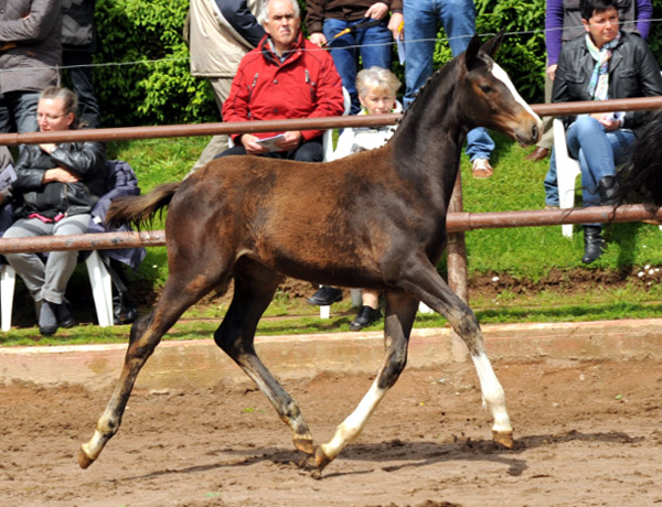 Thirazn von Grand Corazon u.d. Thirica v. Enrico Caruso - Trakehner Gestt Hmelschenburg - Foto Beate Langels