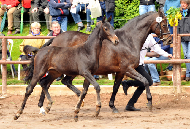 Stutfohlen Schwalbensage von Grand Corazon u.d. Schwalbenfeder v. Summertime - Trakehner Gestt Hmelschenburg - Foto Beate Langels