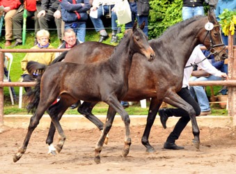 Schwalbensage von Grand Corazon x Summertime, Foto Beate Langels