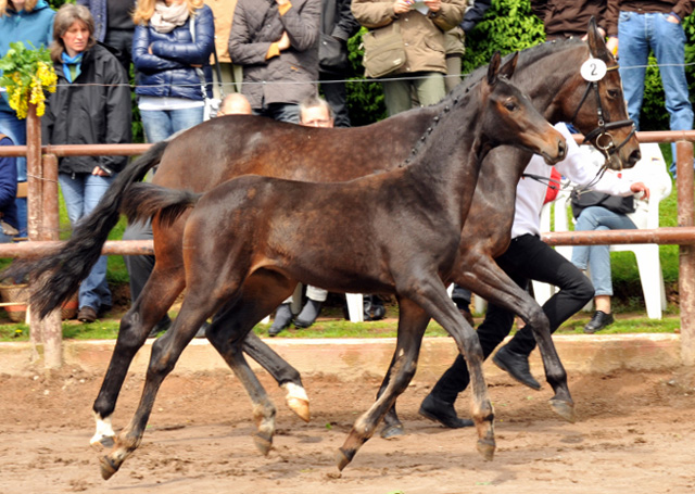 Stutfohlen Schwalbensage von Grand Corazon u.d. Schwalbenfeder v. Summertime - Trakehner Gestt Hmelschenburg - Foto Beate Langels