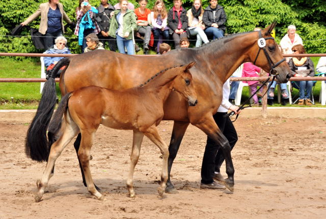 Trakehner Stutfohlen von Saint Cyr u.d. Kosma Shiva v. Herzruf, Foto: Beate Langels, Trakehner Gestt Hmelschenburg